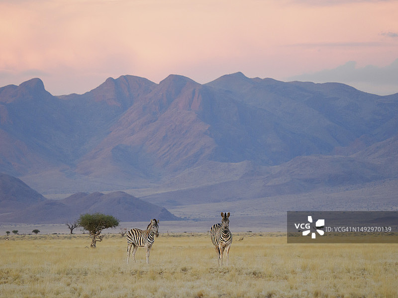 纳米布沙漠的平原斑马图片素材