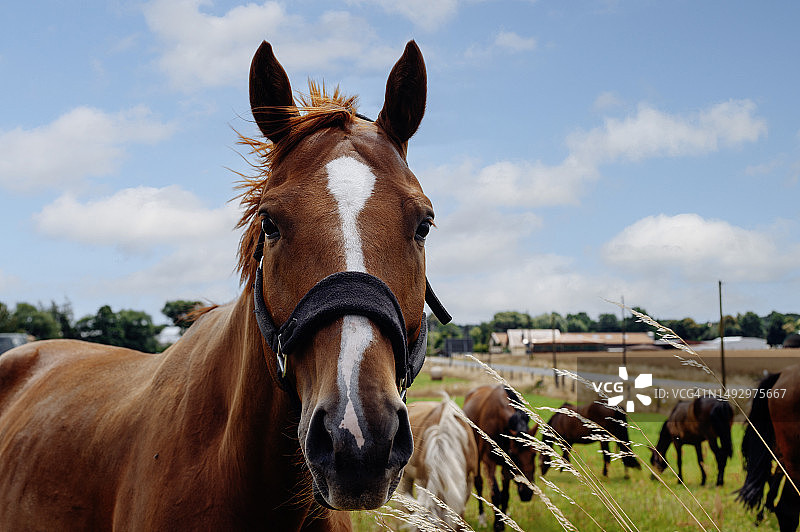 牧场中看向镜头的马匹图片素材