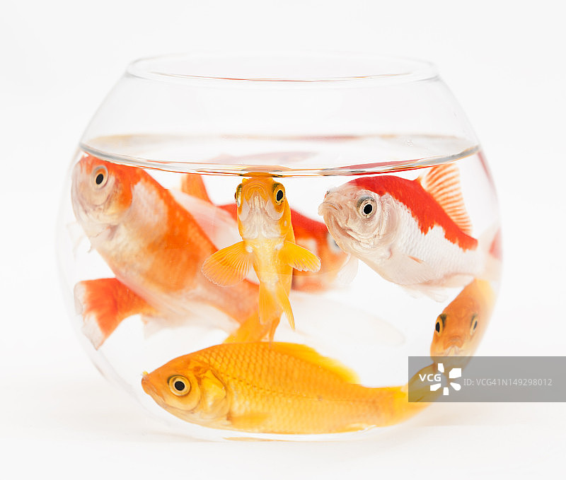 拥挤的鱼缸图片素材