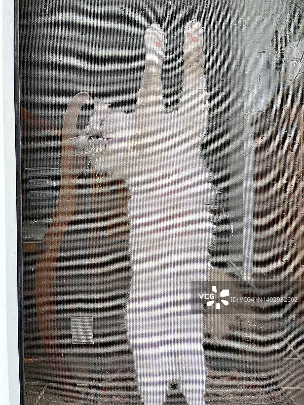 布偶猫爬上屏幕图片素材