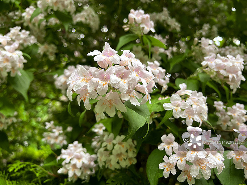 盛开的林奈花图片素材