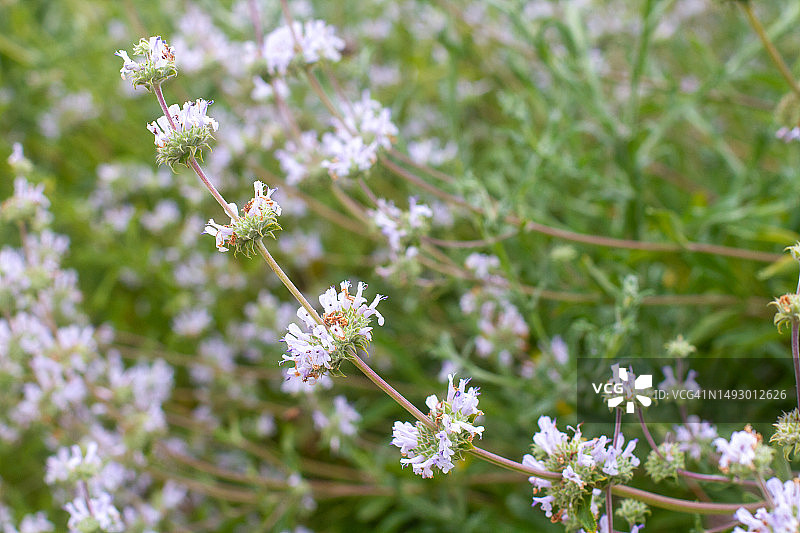 南加州黑鼠尾草特写图片素材