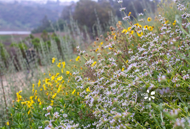 南加州沿海小径旁的野花图片素材