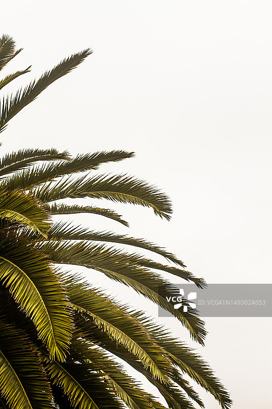 棕榈树叶，树顶的局部侧视图图片素材