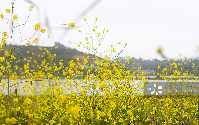 南加州泻湖前的黄色野花（黑芥菜）图片素材