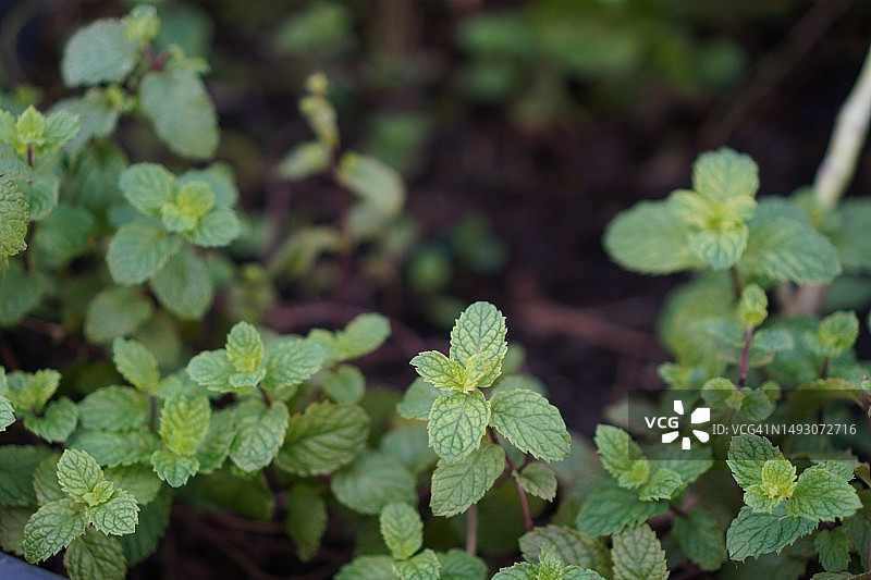 薄荷叶蔬菜图片素材