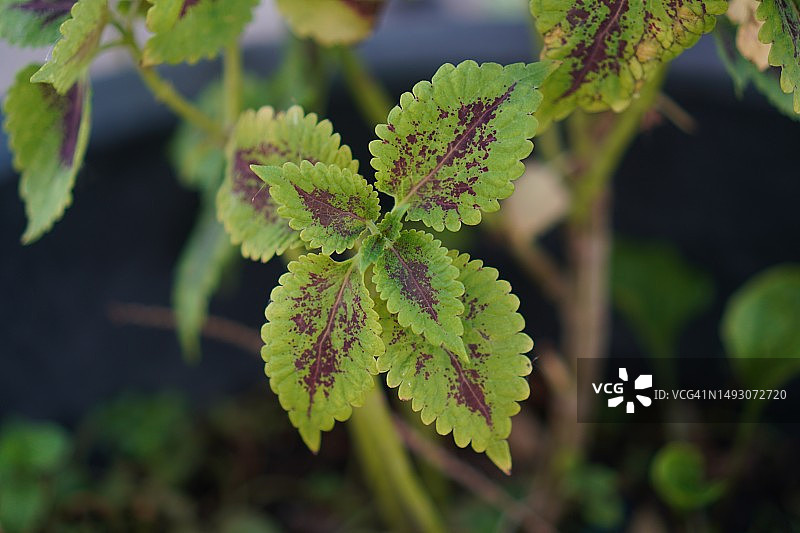 锦紫苏图片素材