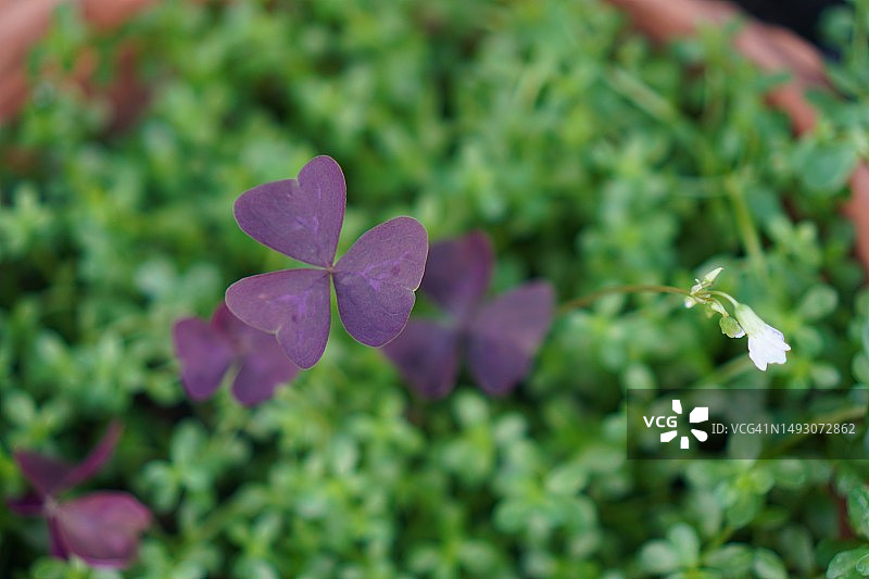 紫叶鸭跖草图片素材