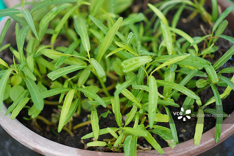 蕹菜、空心菜、水菠菜、水morning glory、水生morning glory绿色叶菜图片素材