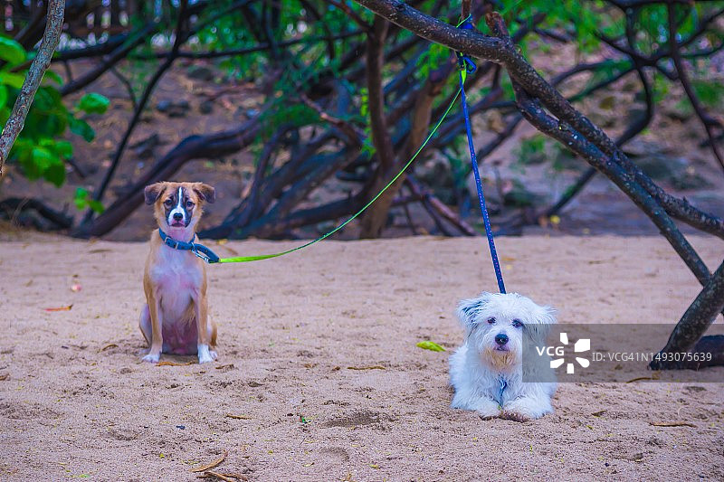 准备去散步图片素材