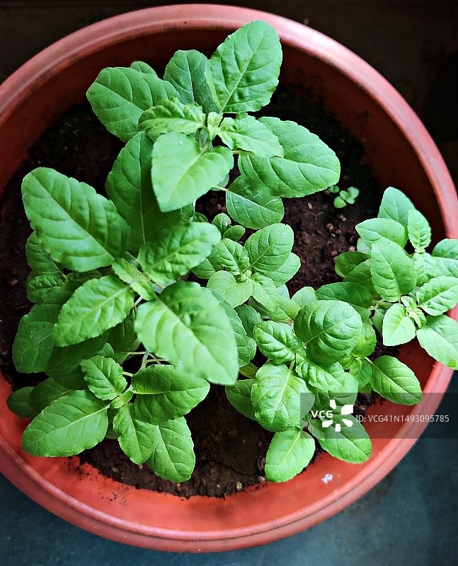 花盆中生长的罗勒／圣罗勒植物／阳台花园特写图片素材