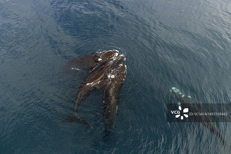 瓦尔德斯半岛，两只雄性南方露脊鲸试图与一只雌性交配的航拍图片素材