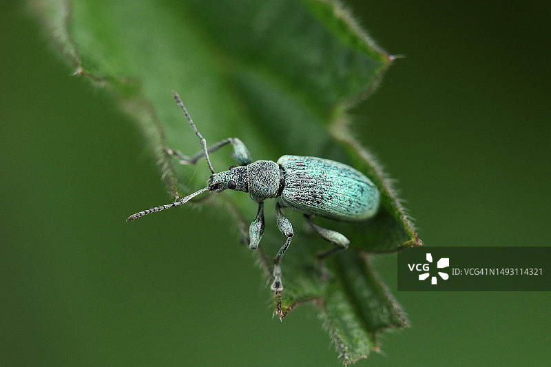 春天里在荨麻叶子上行走的一只象鼻虫图片素材