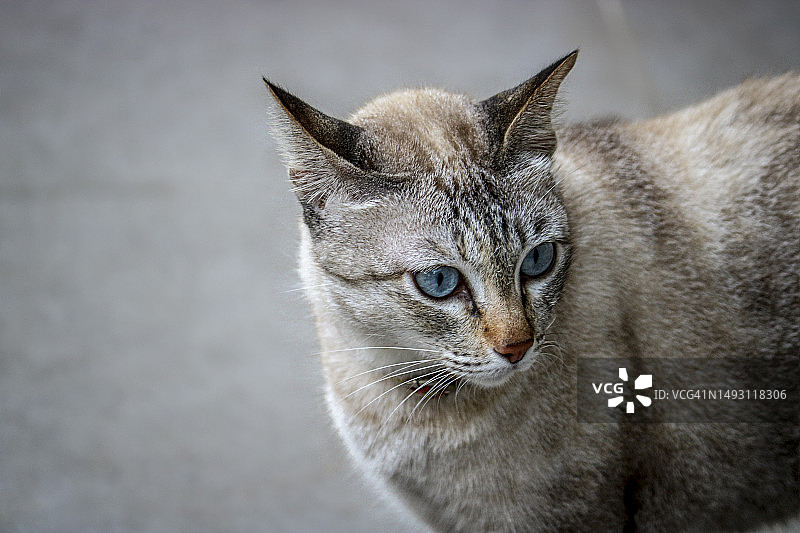 蓝眼睛浅灰色猫的肖像图片素材