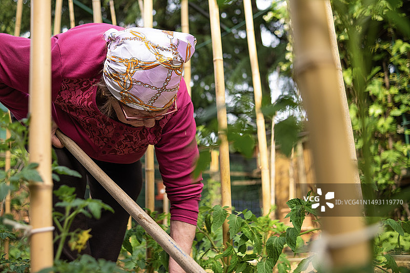 种植有机蔬菜图片素材