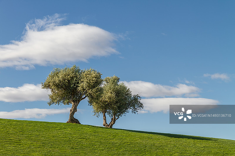 两棵橄榄树图片素材