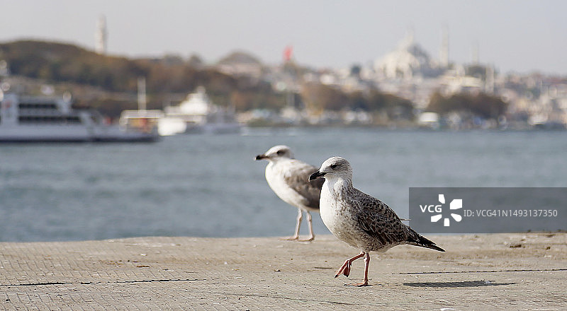 白色海鸥漫步在模糊的海面和伊斯坦布尔城市景观前图片素材