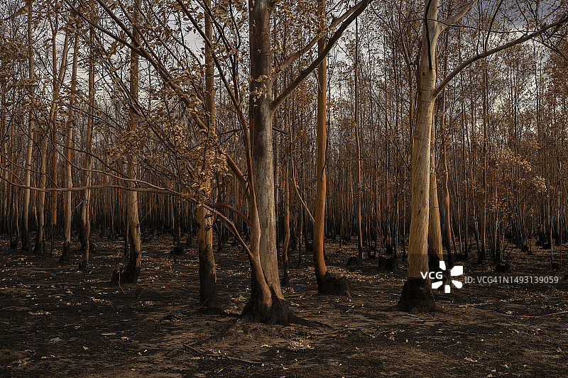 森林中烧毁的树木图片素材