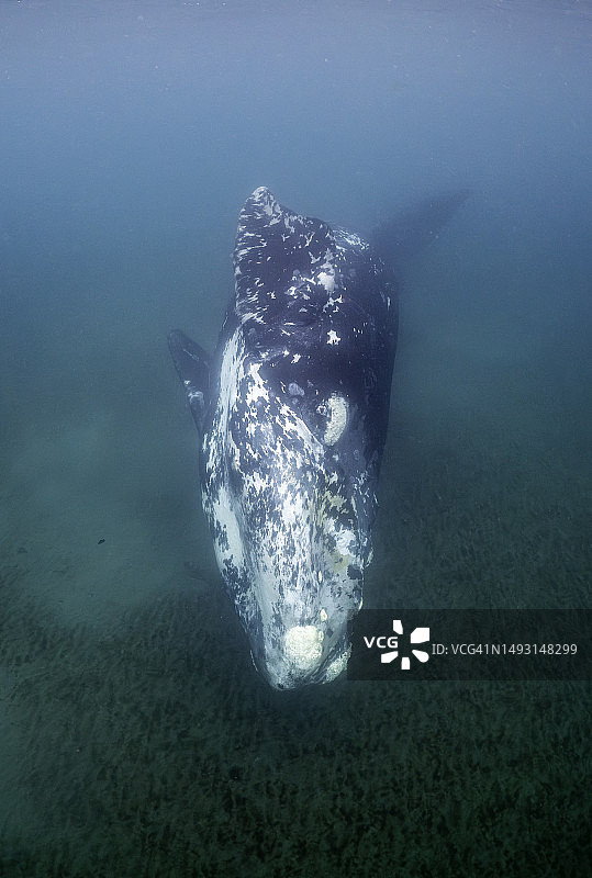 瓦尔德斯半岛上，雄性小露脊鲸抬头看向镜头图片素材