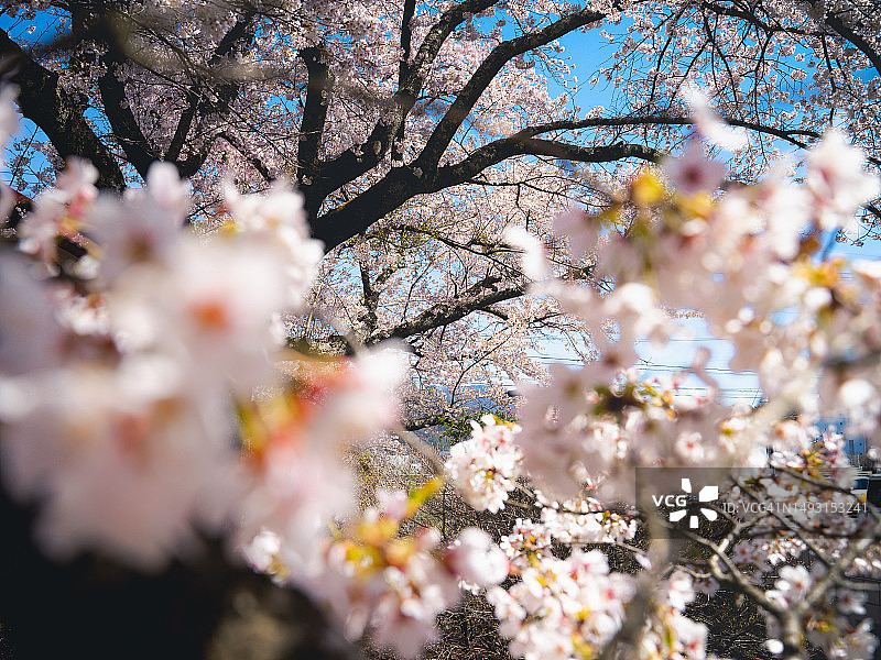 东京街边盛开的樱花树，蓝天映衬图片素材