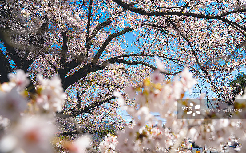 东京街边盛开的樱花树，蓝天映衬图片素材