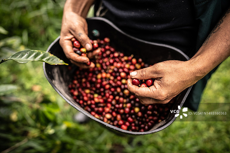 农场主采摘咖啡豆特写图片素材