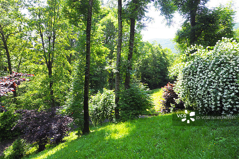 意大利公园里繁茂的春天绿色图片素材