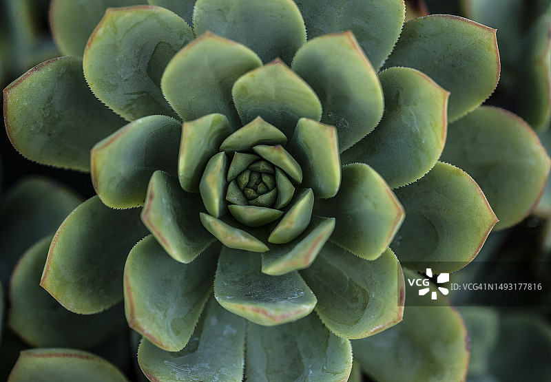 多汁的图片素材