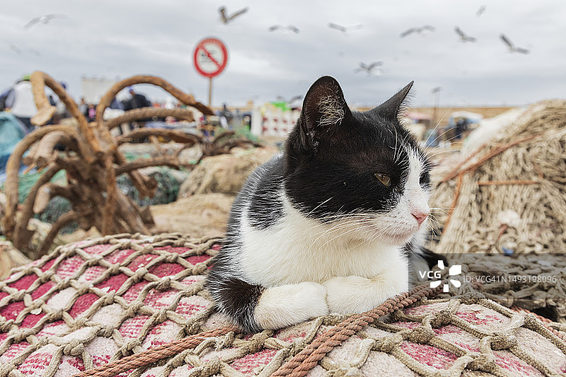 索维拉港口的猫咪画像图片素材