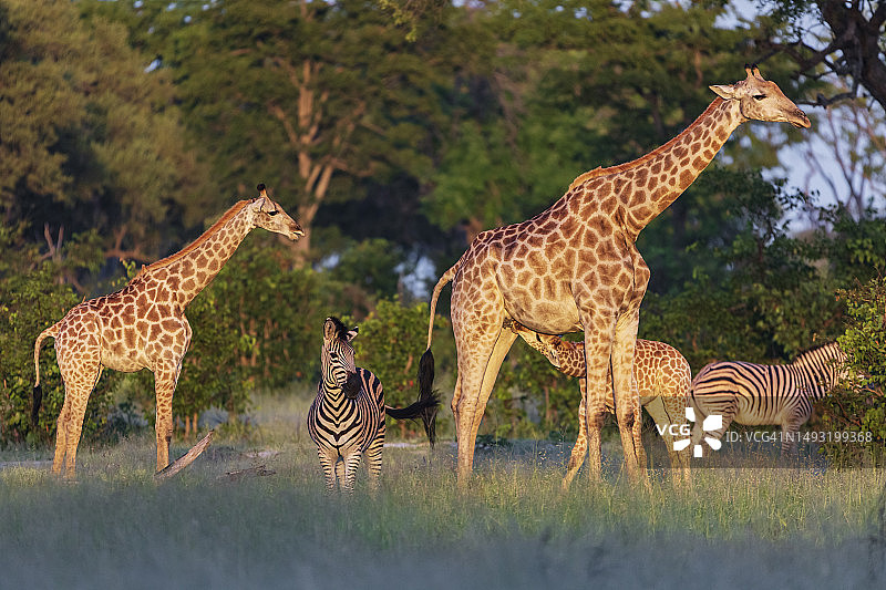 长颈鹿和斑马图片素材