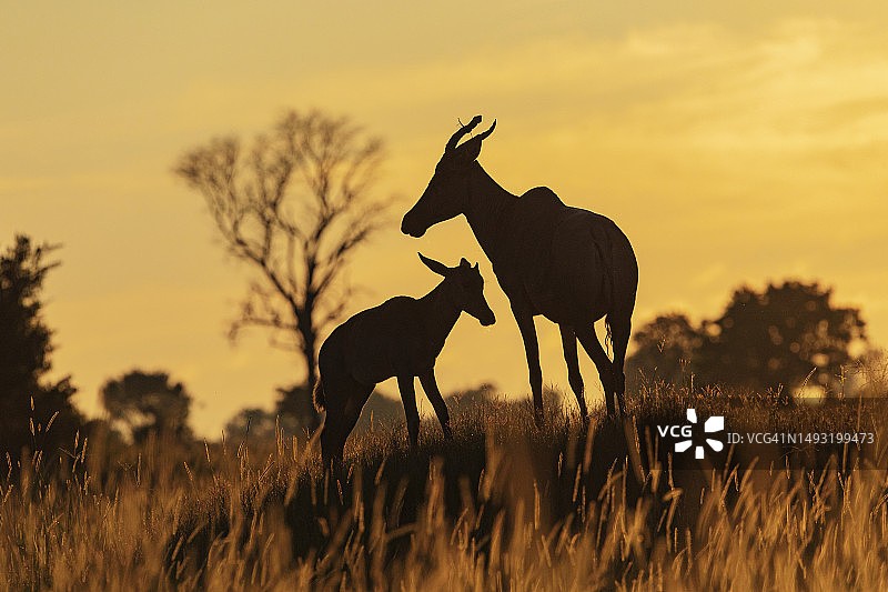 日出时带有幼崽的狷羚图片素材