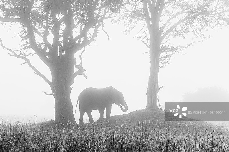 雾中的大象图片素材