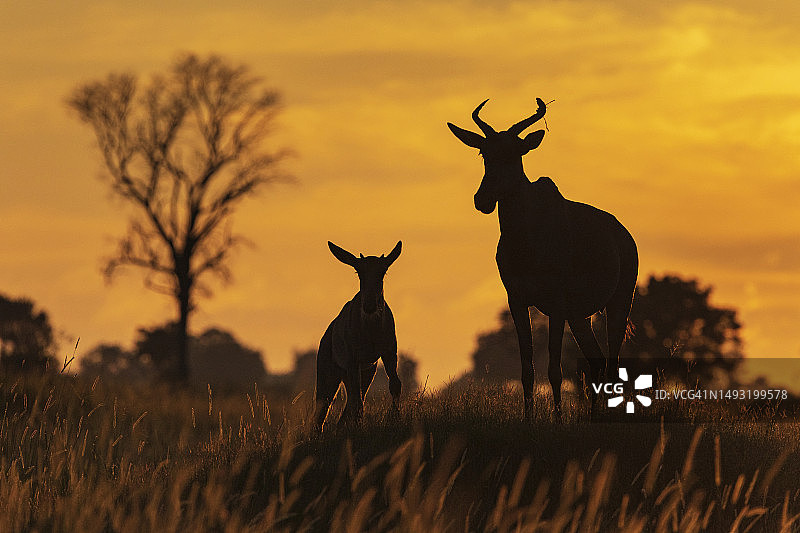日出时带有幼崽的狷羚图片素材
