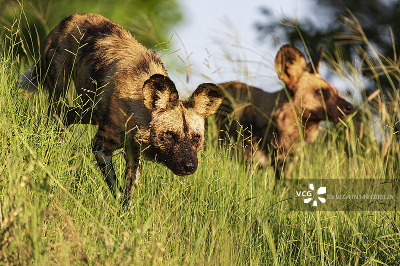 移动中的野狗图片素材