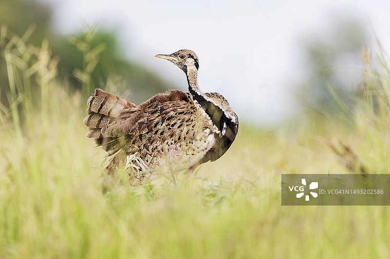 黑腹鸨图片素材