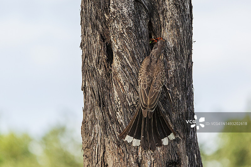布氏弯嘴犀鸟在巢穴喂养幼鸟图片素材