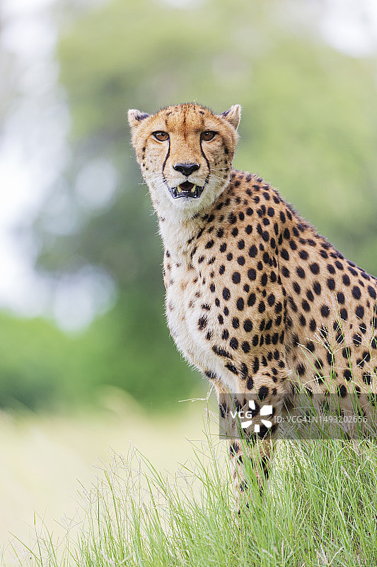 雌性猎豹肖像图片素材