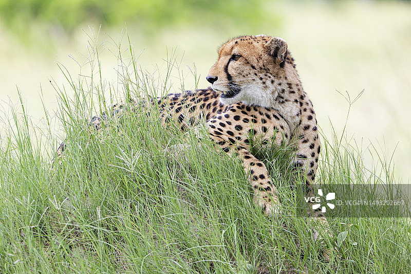 雌性猎豹肖像图片素材