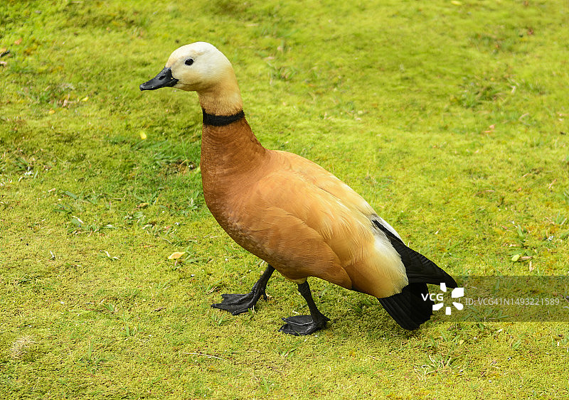 葡萄牙亚速尔群岛凤头潜鸭图片素材
