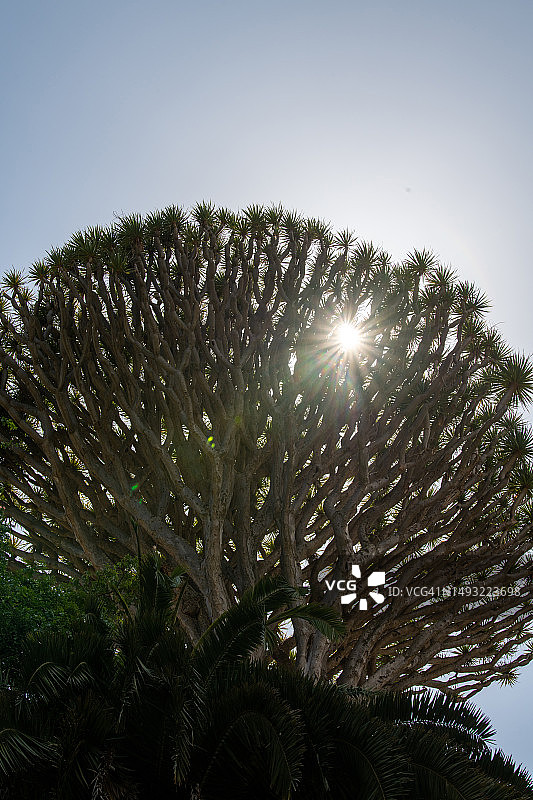 皮诺圣龙血树（或阿隆索山沟龙血树）图片素材