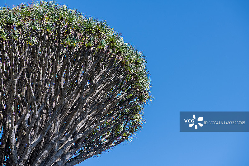 皮诺圣龙血树（或阿隆索山沟龙血树）图片素材