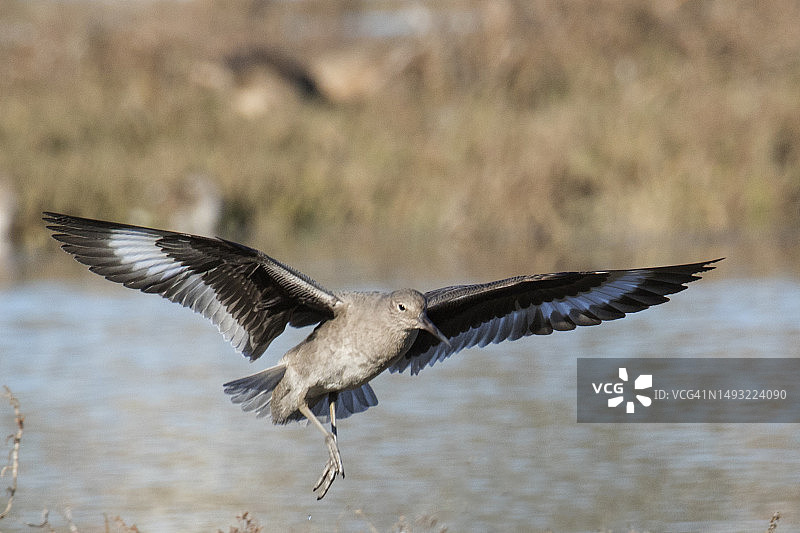 维莱特降落图片素材