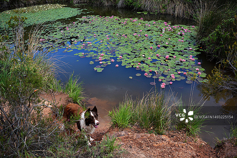 小狗与法国睡莲湖图片素材