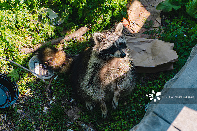 蒙特利尔垃圾堆旁的浣熊图片素材