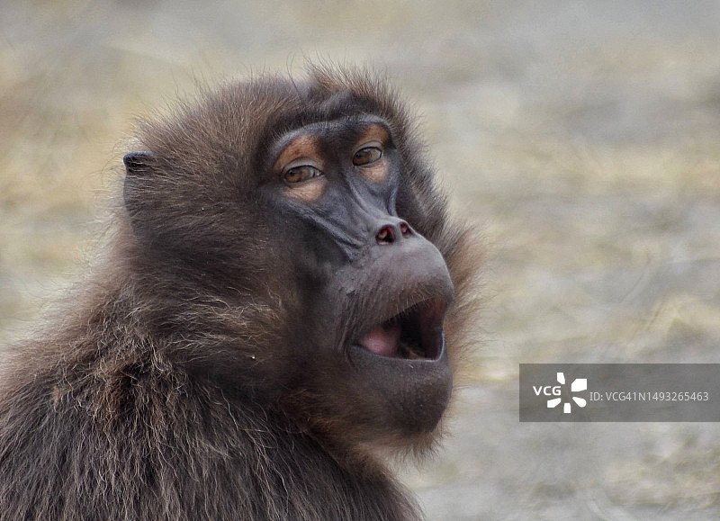 凝胶狒狒的特写，荷兰图片素材