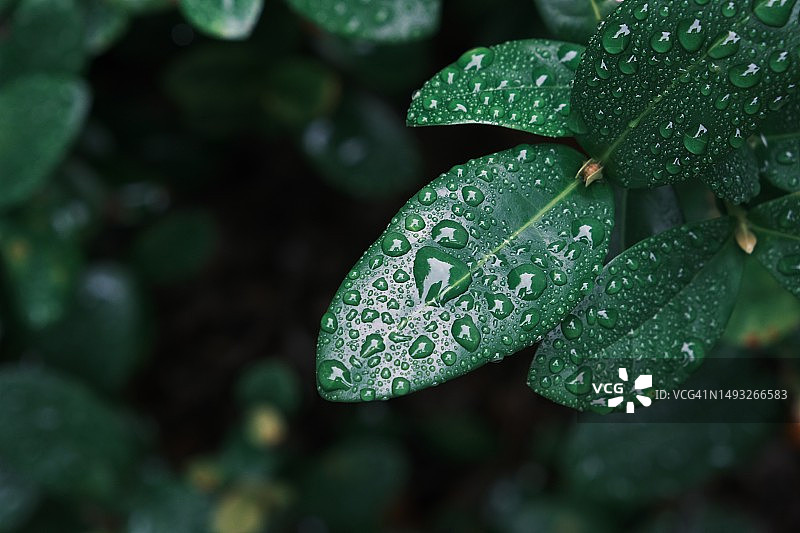 雨季期间潮湿的植物叶子特写，澳大利亚新南威尔士州悉尼图片素材