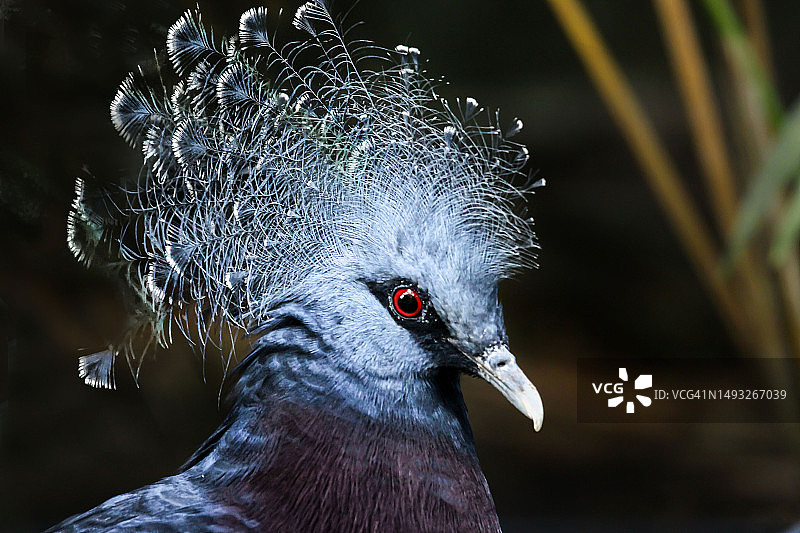 皇冠鸽特写图片素材