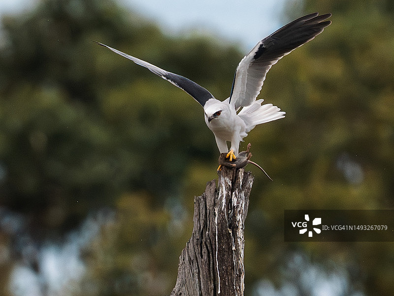 风筝栖息于木桩上的特写图片素材