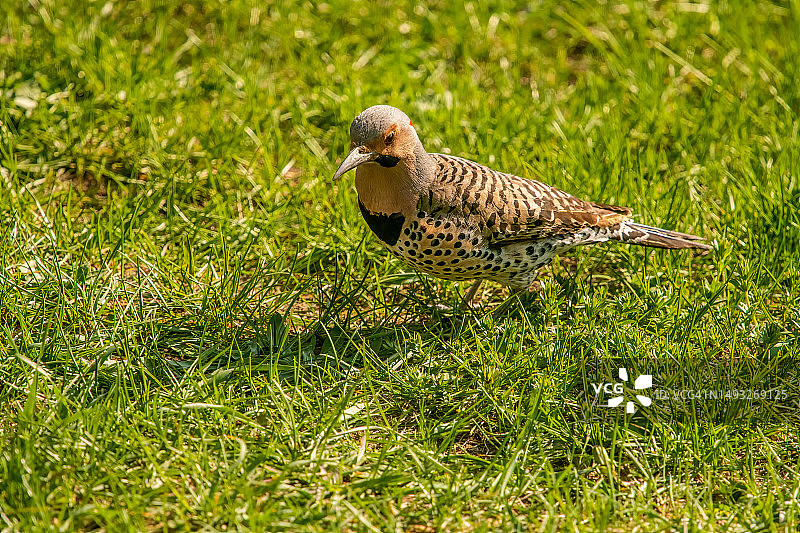 鸻鸟栖息在草地上的特写镜头图片素材