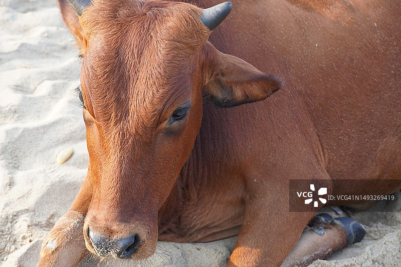躺在田野上的奶牛特写，印度图片素材